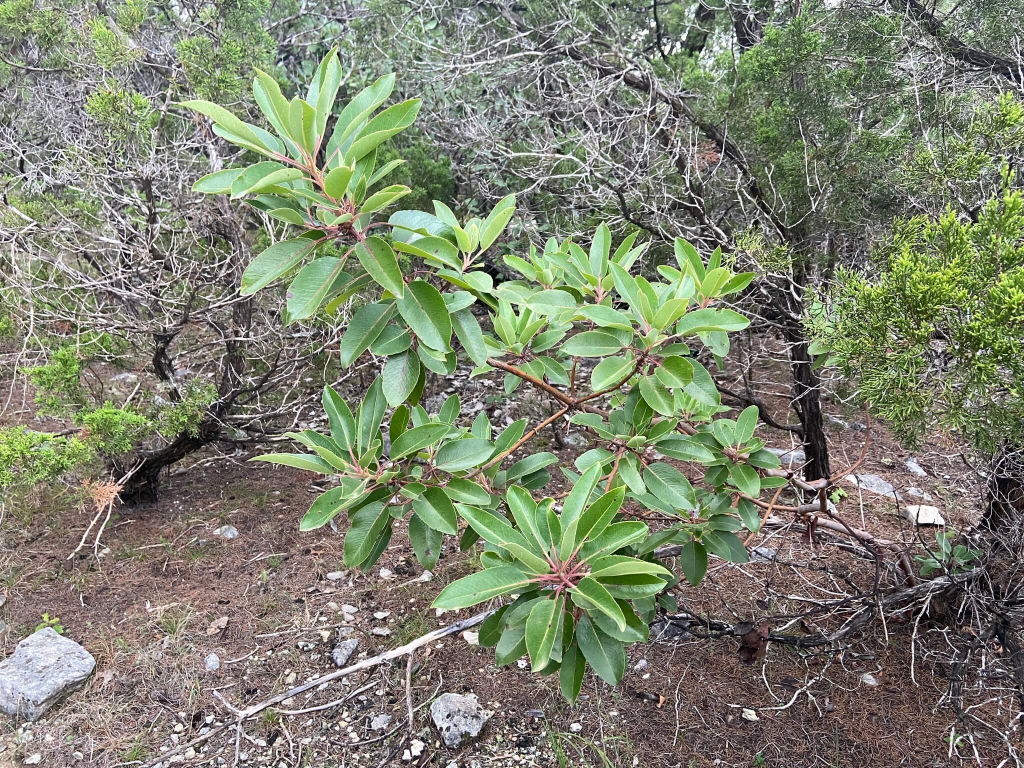 Arbutus xalapensis